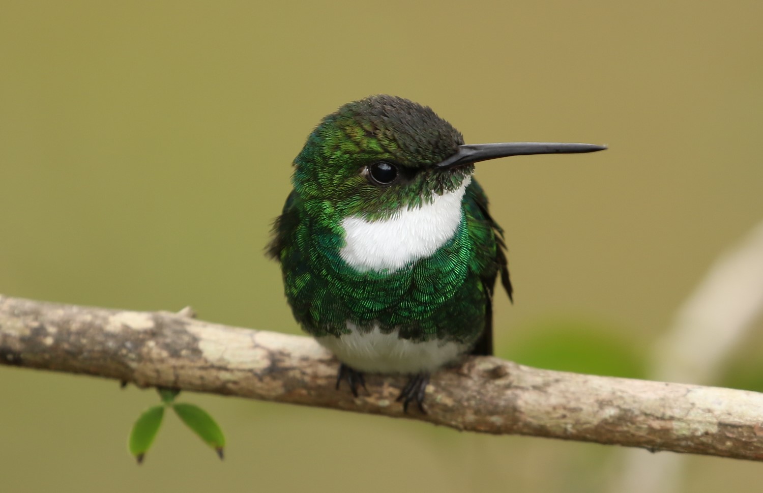 White-throated Hummingbird