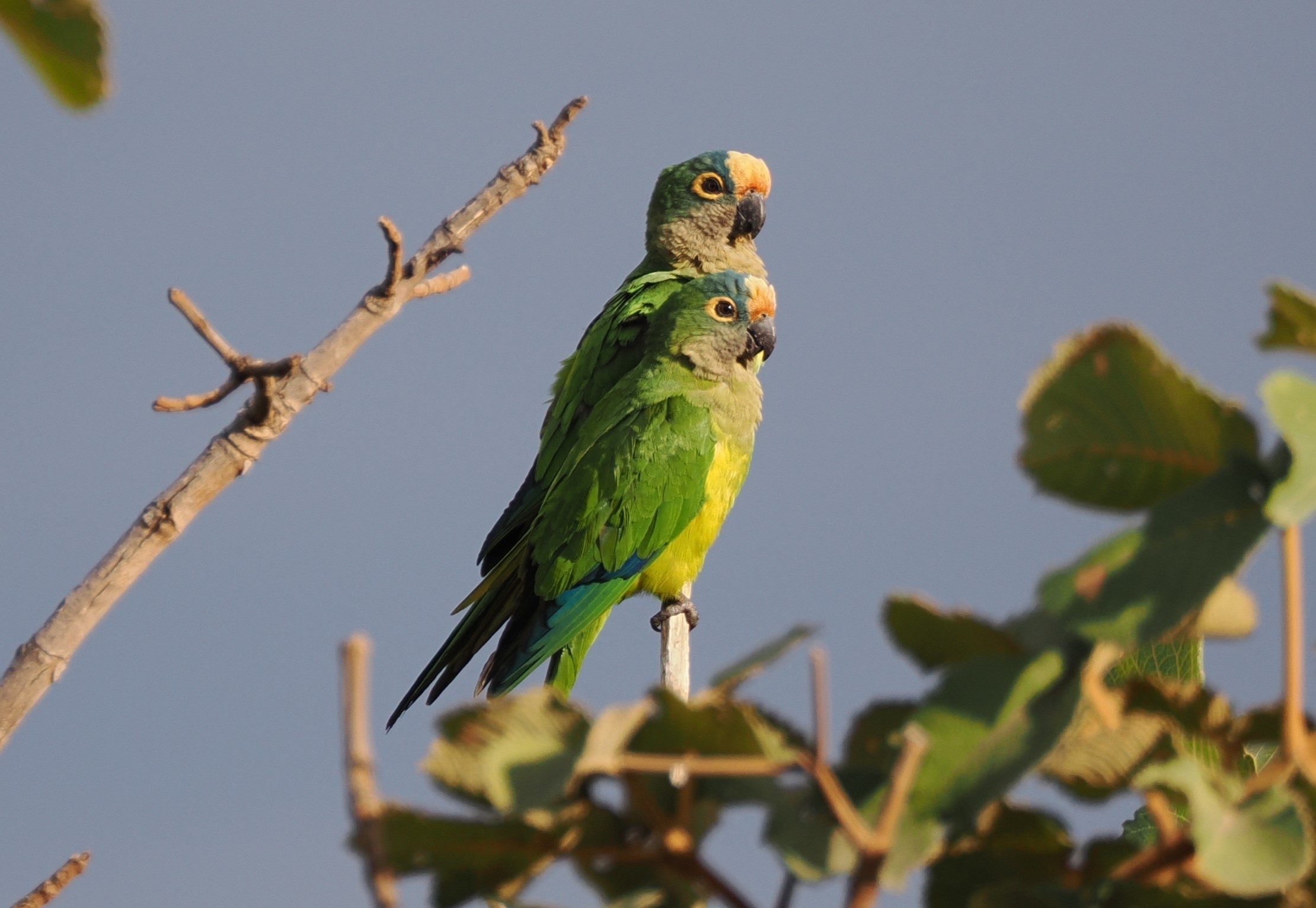Peach-fronted Parakeet